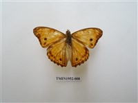 藏品(金鎧蛺蝶)的圖片